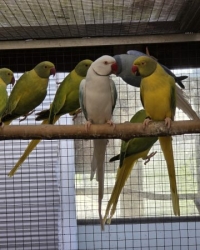 Mutaties Halsbandparkieten