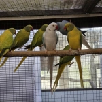 Mutaties Halsbandparkieten