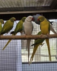 Mutaties Halsbandparkieten