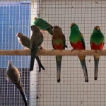 Veelkleuren parkieten