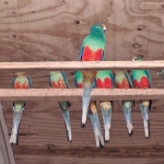 Veelkleuren parkieten