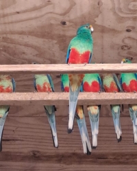 Veelkleuren parkieten