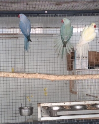 5 jonge halsbandparkieten