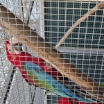 for sale: groenvleugel ara  (Ara chloropterus) male