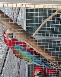 for sale: groenvleugel ara  (Ara chloropterus) male