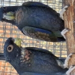 Pionus