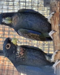 Pionus