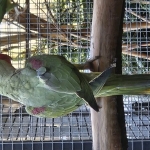 Reccecief grijsgroen Alexanderparkiet