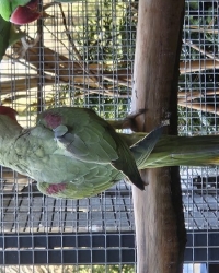 Reccecief grijsgroen Alexanderparkiet