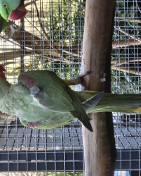 Reccecief grijsgroen Alexanderparkiet