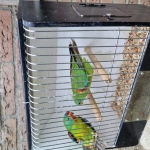 Misty Df x EF splitfadads swiftparkieten