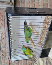 Misty Df x EF splitfadads swiftparkieten