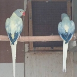 Halsband/ringneck parkieten