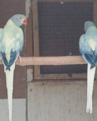 Halsband/ringneck parkieten