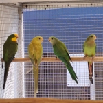 Barraband parkieten