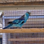 Blauwe barnards
