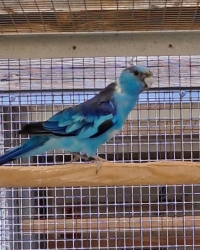 Blauwe barnards