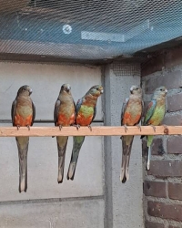 Veelkleuren parkieten