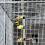 Rosella golden en split golden
