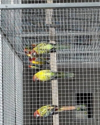Rosella golden en split golden