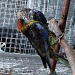 Australische parkieten