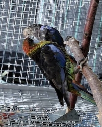 Australische parkieten