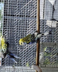 Australische parkieten