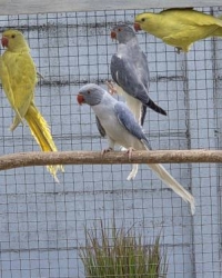 Alexander & Halsband parkieten