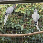 Alexander & Halsband parkieten