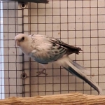 Rosella’s Mutaties
