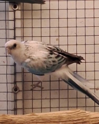 Rosella’s Mutaties