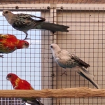 Rosella’s Mutaties