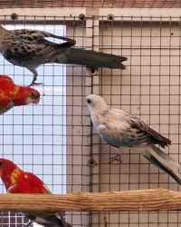 Rosella’s Mutaties