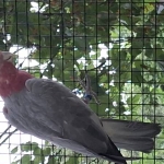 Rose kaketoe- Galah- Eolophus Roseicapilla split BLUE.
