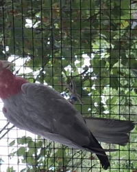 Rose kaketoe- Galah- Eolophus Roseicapilla split BLUE.