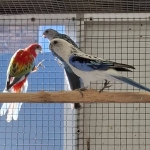 Rosella’s