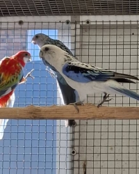 Rosella’s