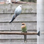 Rosella’s: blauw golden, oranje / golden