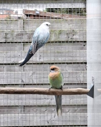 Rosella’s: blauw golden, oranje / golden