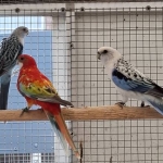 Rosella’s