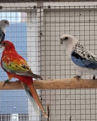 Rosella’s