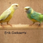 bergparkiet,rosella, princes