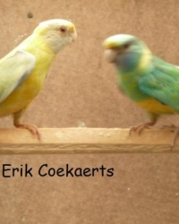 bergparkiet,rosella, princes