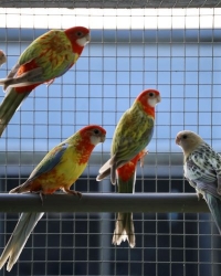 Rosella 2025