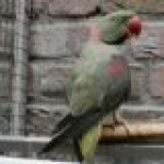 Deze vogels mogen verhuizen