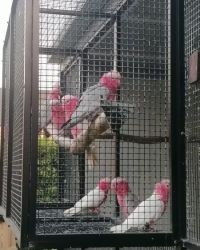 Rose kaketoes