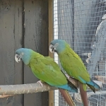 Blauwkopara / Primolius couloni