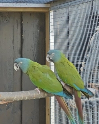 Blauwkopara / Primolius couloni