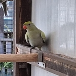 turquoise, pastel bergparkieten (onverwant)