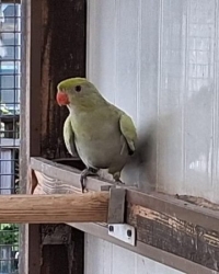 turquoise, pastel bergparkieten (onverwant)